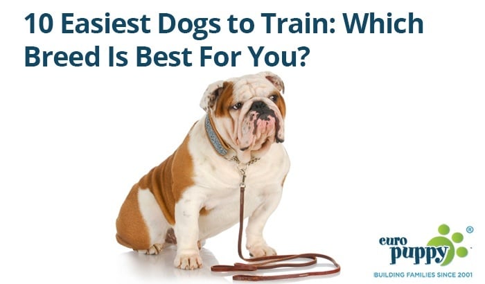 Home → Dog Tips → 10 Easiest Dogs to Train: Which Breed Is Best ...