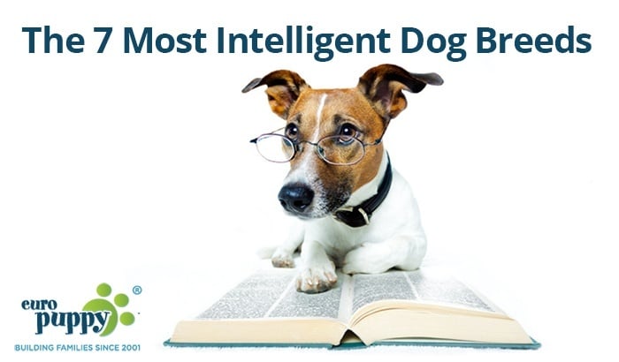 The-7-Most-Intelligent-Dog-Breeds.jpg