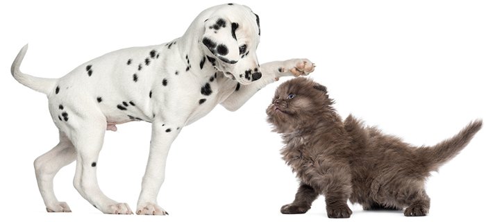 puppy and cat playing