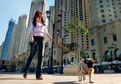 Dog Dubai