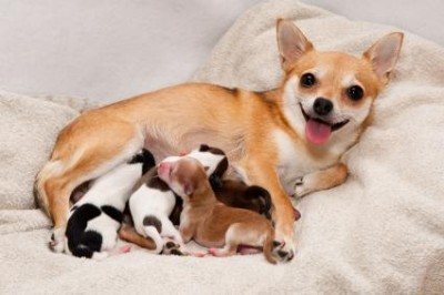 90463-425x283-Mom_with_litter