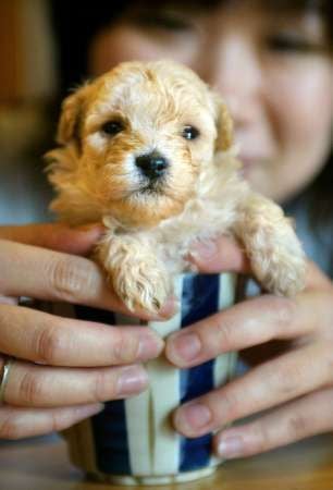Teacup Puppy in Japan
