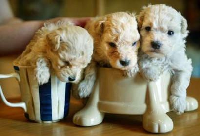 Teacup Puppies