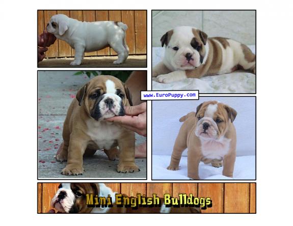 Mini English Bulldog
