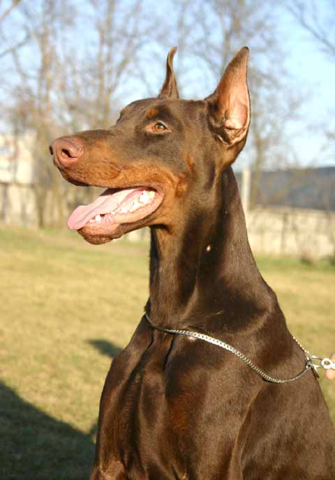 Doberman Ear Cropping