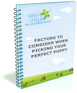 Factors to consider when picking your perfect puppy