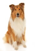 S J W Dog Training School S J W Dog Training School