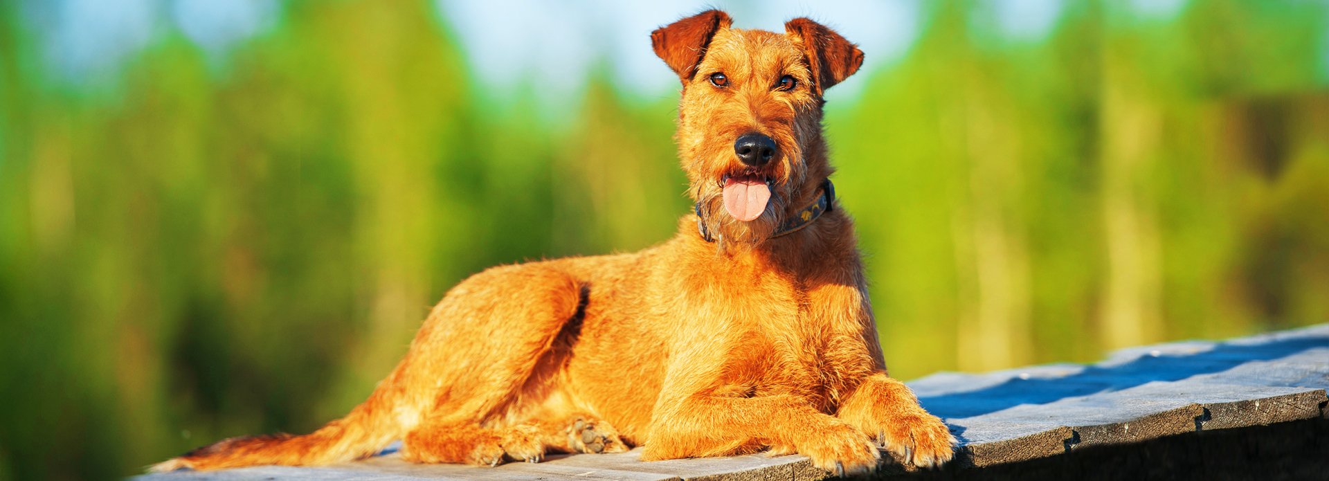 irish terrier wiry haired