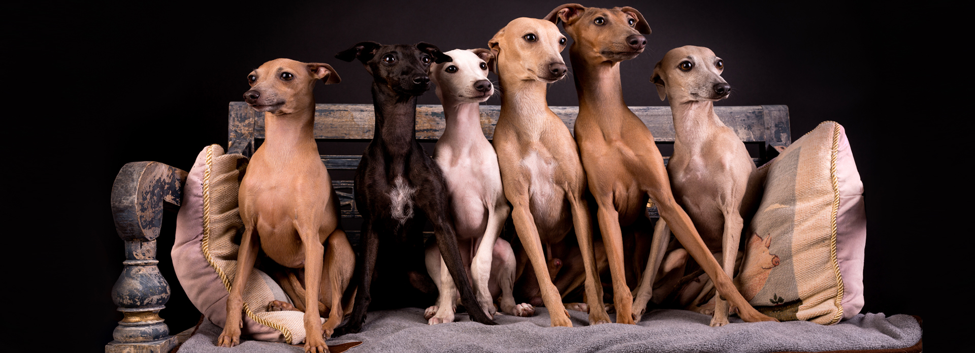 Italian Greyhound For Sale Italian Greyhound Puppies Italian Greyhound For Sale Italian Greyhound Puppies