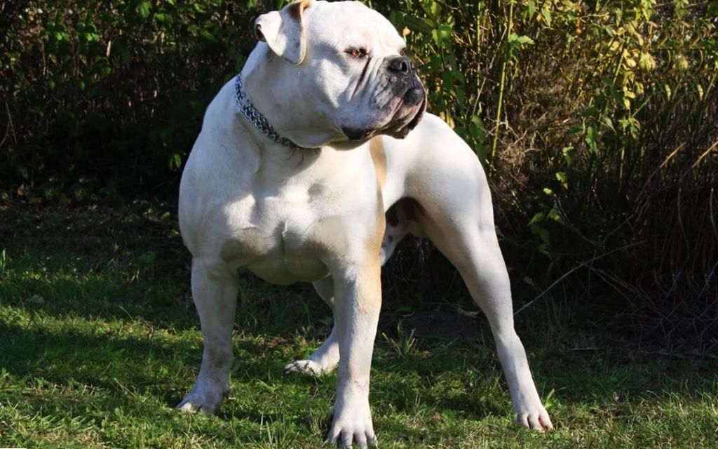 reputable american bulldog breeders