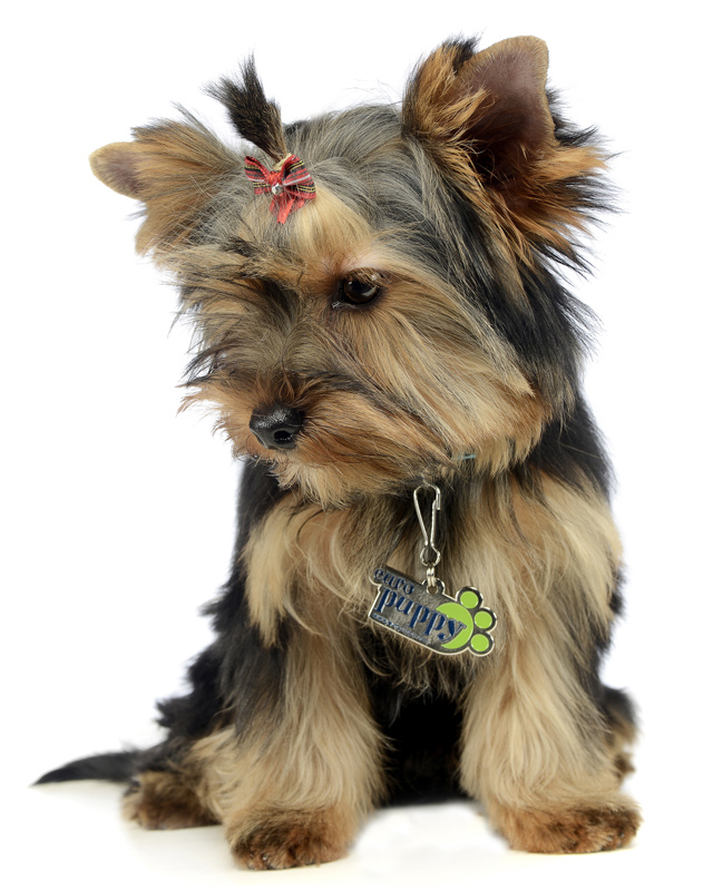 Yorkshire Terrier Black and Tan image