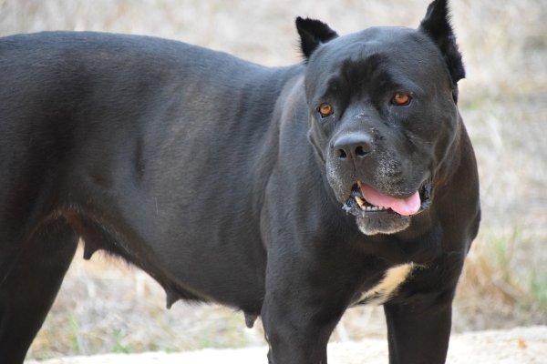 Cane Corso cropped