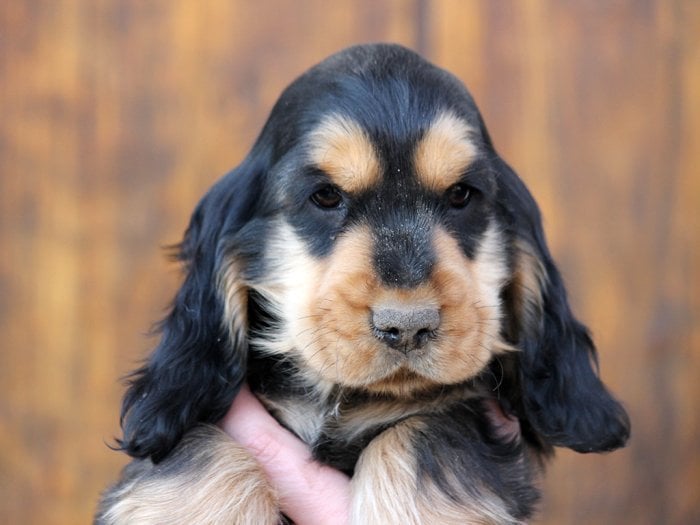 English Cocker Spaniel middle east