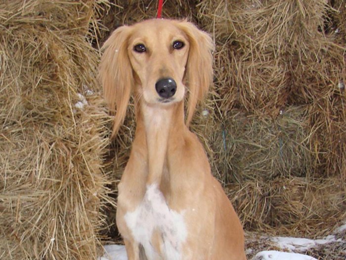 Saluki Bahrain