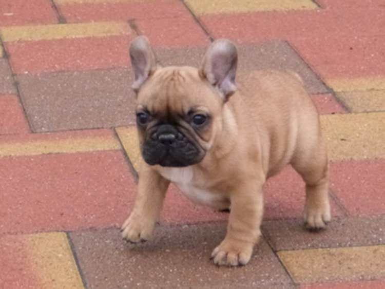 French Bulldog choosing