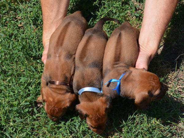 rhodesian ridgeback back hair