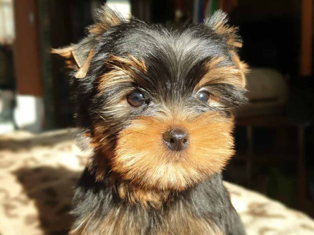 Yorkshire Terrier little breed