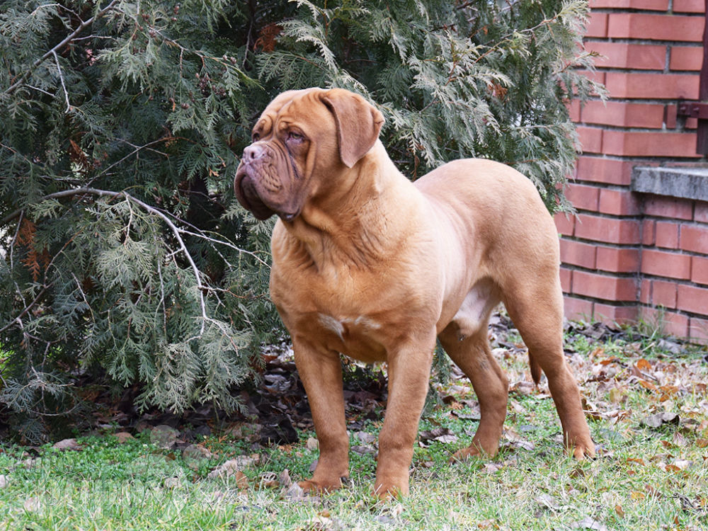 Dogue de Bordeaux puppy 