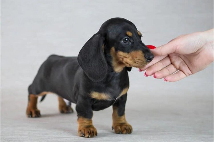 Dachshund small breed