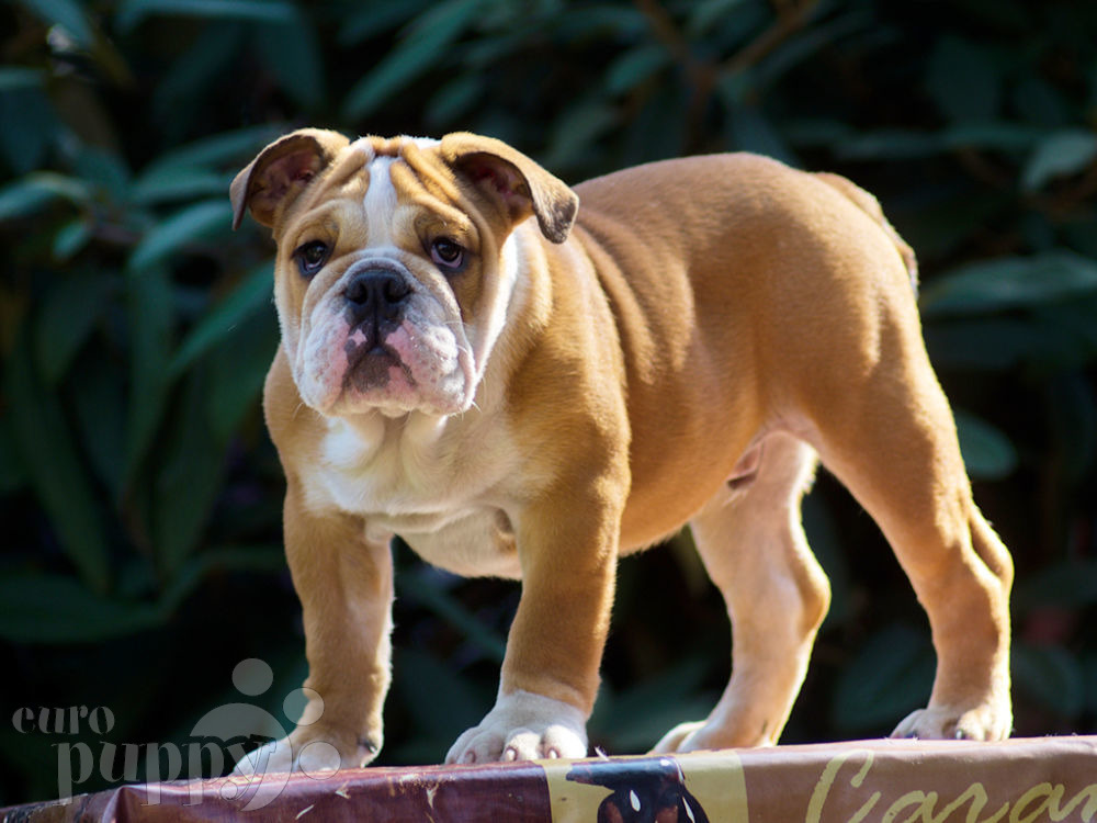 How To Choose An English Bulldog How To Choose An English Bulldog