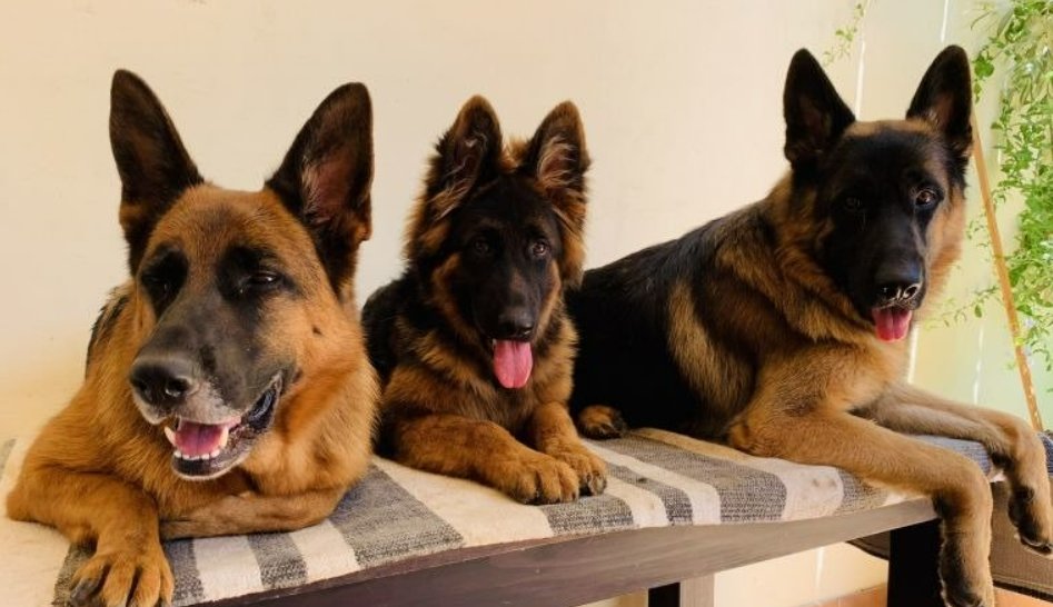 German Shepherds Bahrain