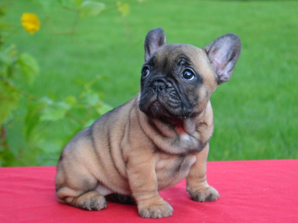 How to Choose your perfect French Bulldog puppy!