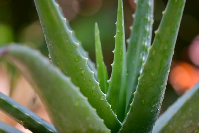 aloe vera dogs