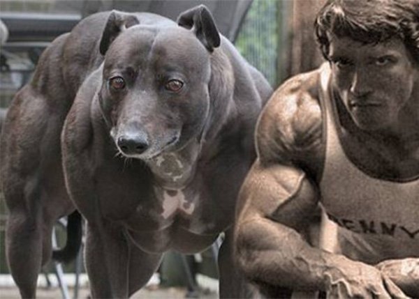 Уиппет качок