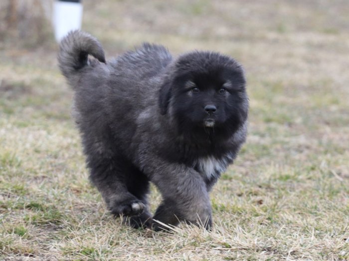 Caucasian Shepherd puppy