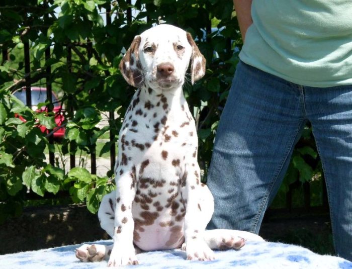 Dalmatian active