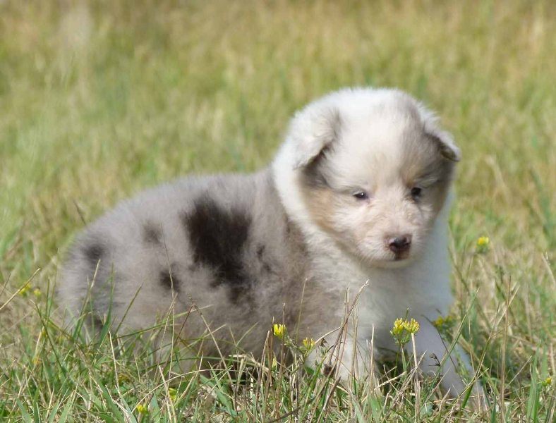 Collie family dog