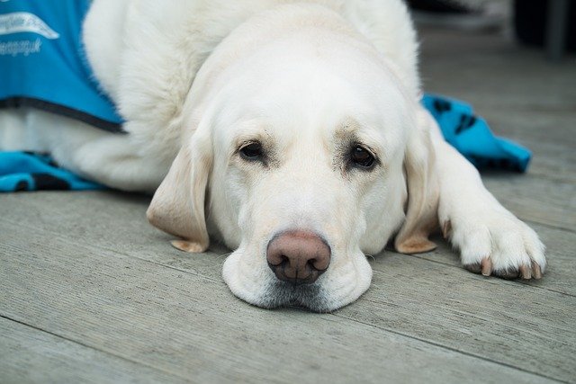 Dog twisted stomach