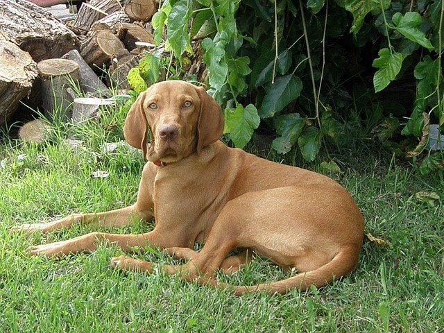 Vizsla active