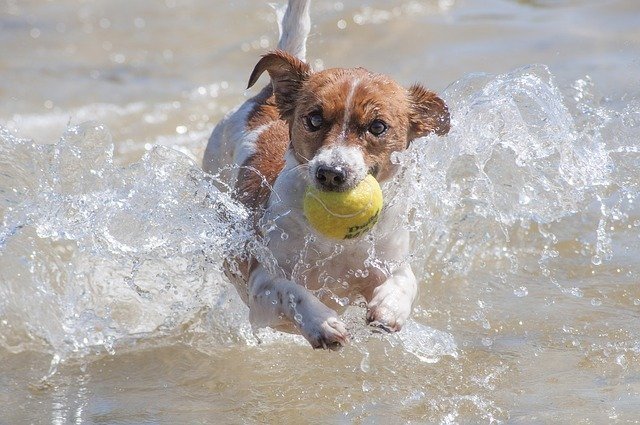 jACK rUSSELL tERRIER ACTIVE