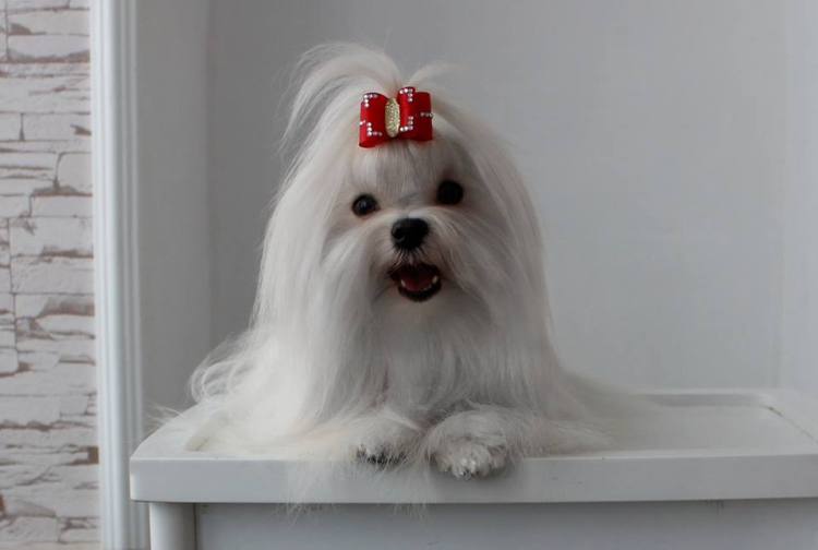 Maltese lifespan