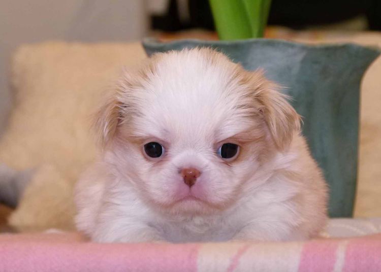 Japanese Chin cat friendly