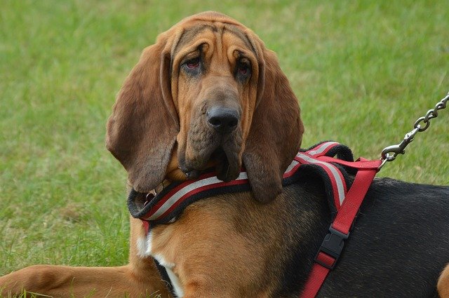 Bloodhound intelligent