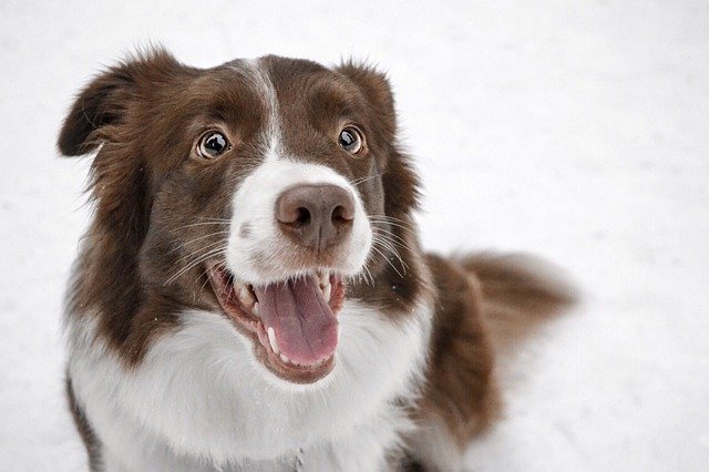 Border Collie intelligent