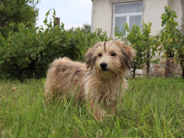 Havanese for children