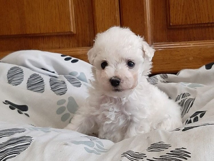 Bichon Frise Pet Friendly