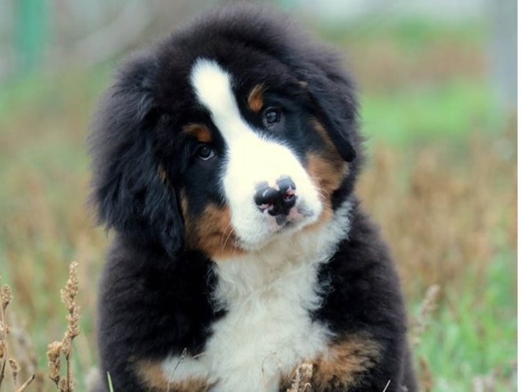 bernese mountain dog kids