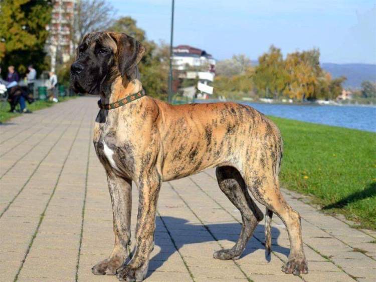 Great Dane kids