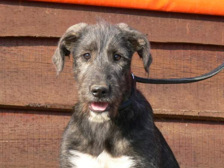 irish wolfhound kids