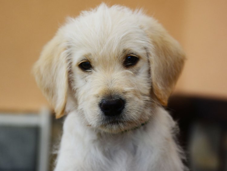 labradoodle kids