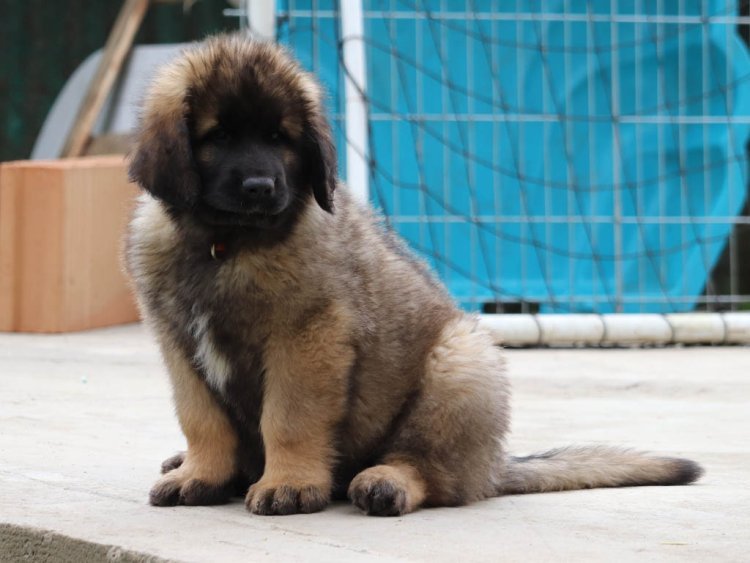 Leonberger family dog