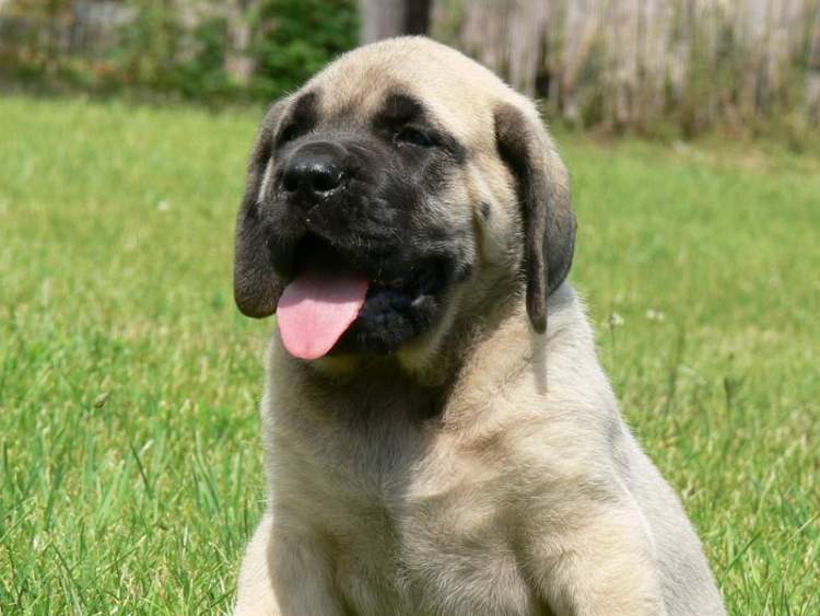 Mastiff family dog