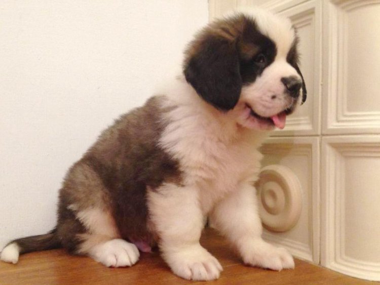 saint bernard family dog