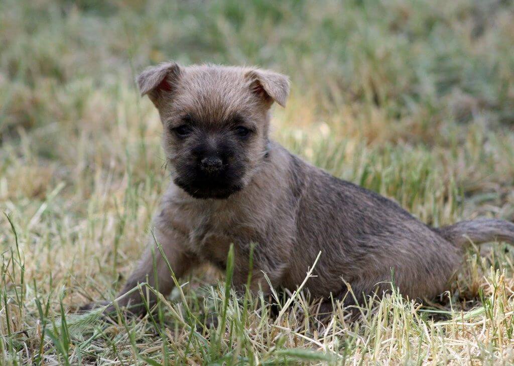Cairn Terrier Gulf climate