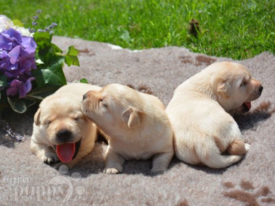 Labrador hot weather