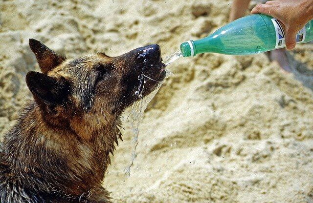 Water German Shepherd